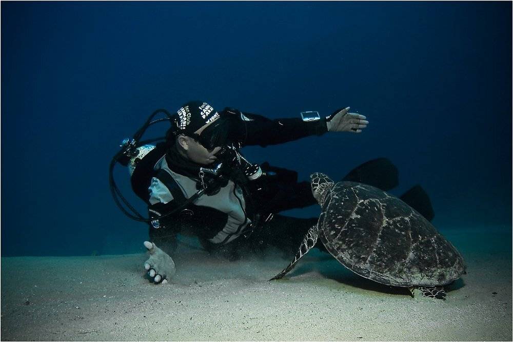 дайвинг, египет, красное море, черепаха бисса, Олег Федин