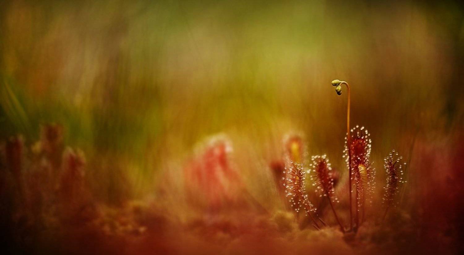 росянка, макропейзаж, Юлия