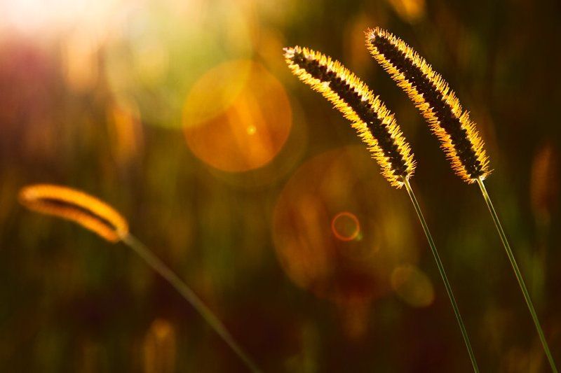 meadows, sunlight, sunset, grass, flare When I\'m lost in the meadows фото превью