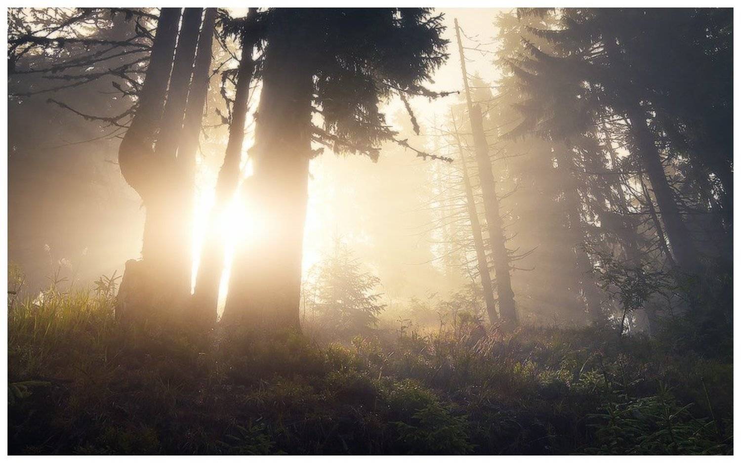 , Денис Кривой