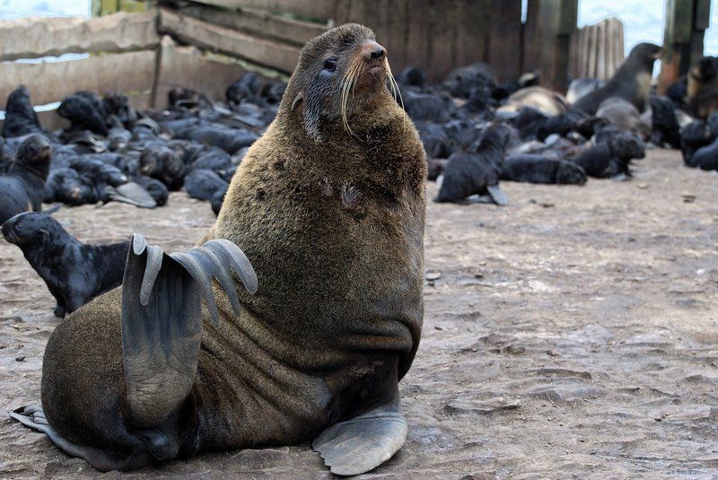 сахалин, тюлений,  тюлни,  сивучи,  морские  котикит На  острове  Тюлений фото превью