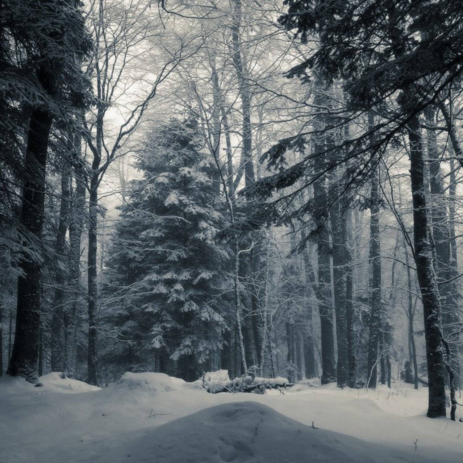 , Вадим Поддубный