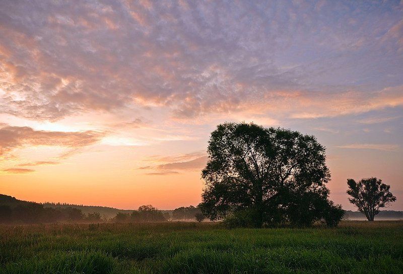 расвет, луг, туман рассвет фото превью