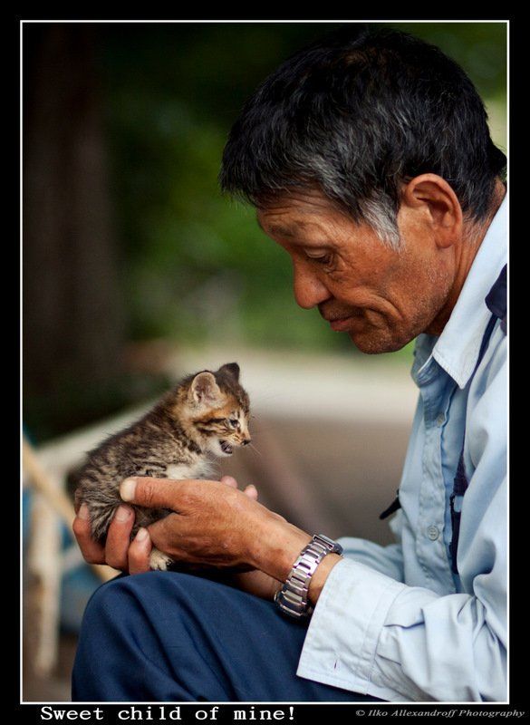 cat, canon, homeless, kobe, japan, 85mm Sweet Child of Mine фото превью