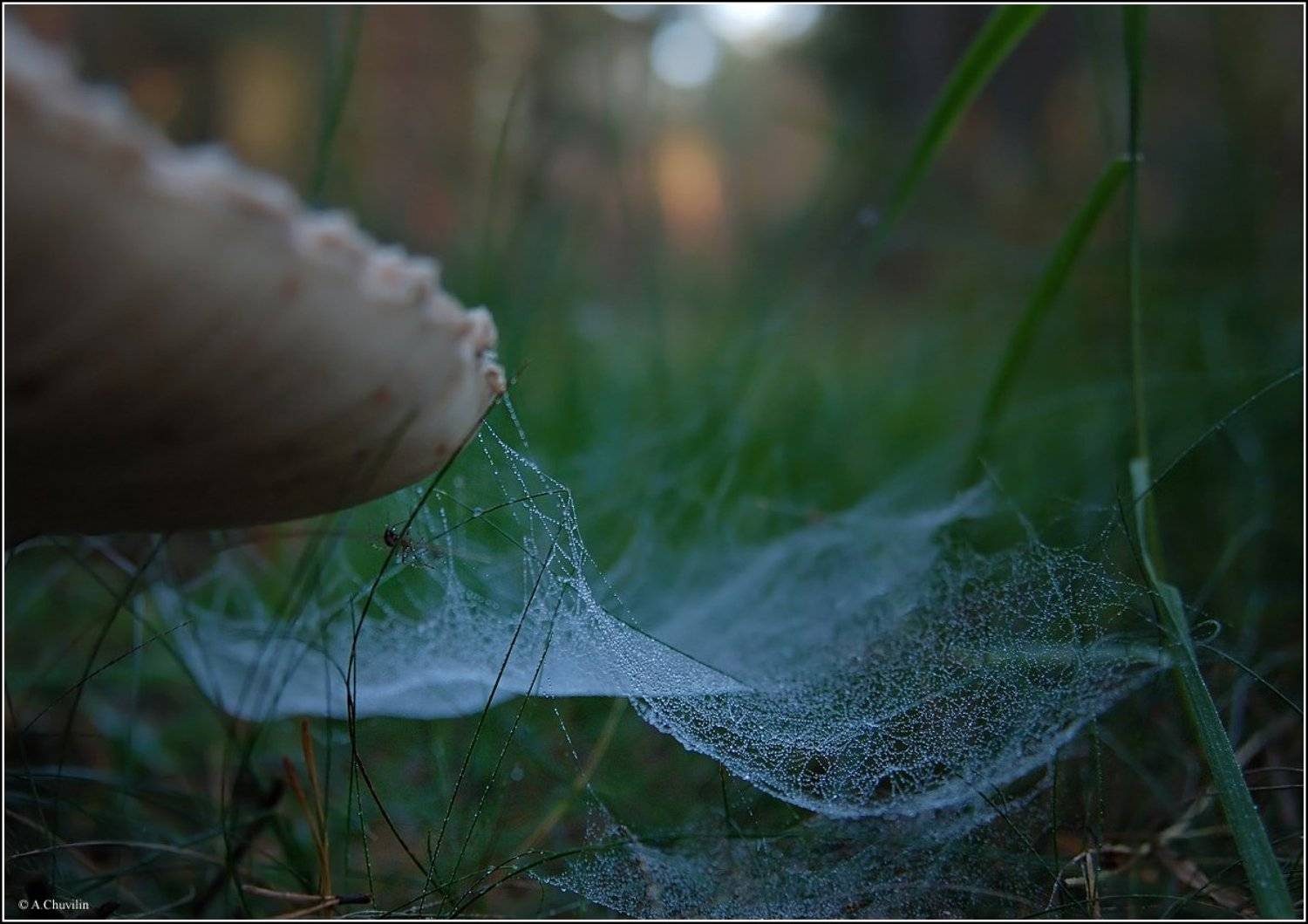 паутина,сентябрь,мокро,паук, Александр Чувилин