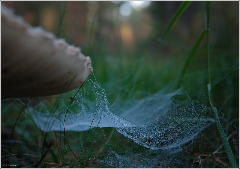 паутина,сентябрь,мокро,паук Мокрое одеяло сентября фото превью