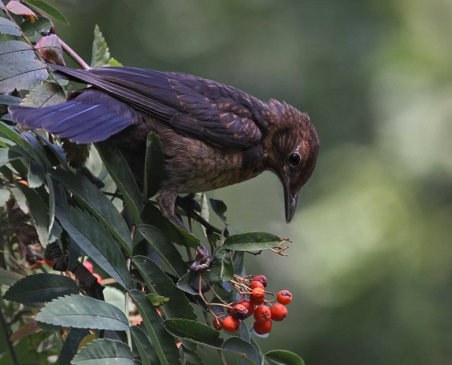 , Зоя Лаптева