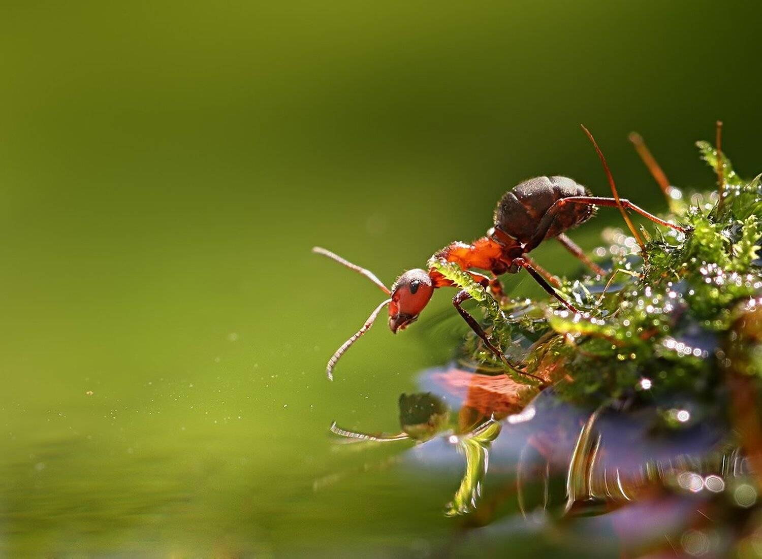 ***. Автор: Вадим Трунов , Вадим Трунов