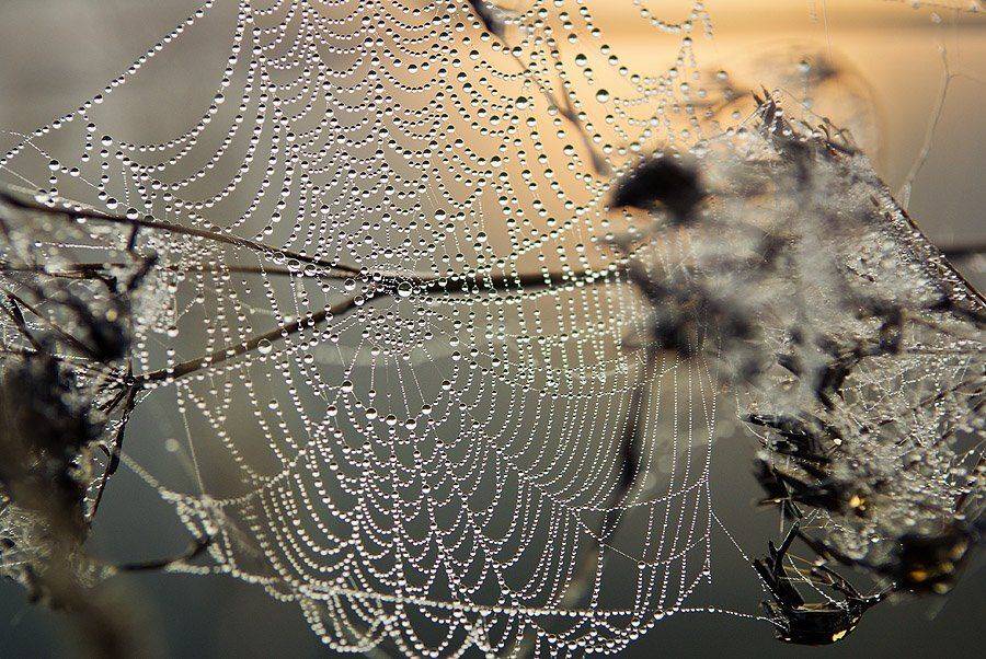 , Владислав.