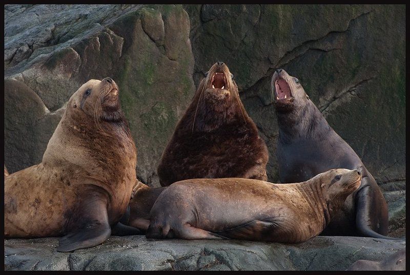 магаданская, область Артисты... фото превью