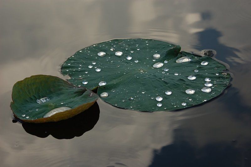 капли дождя фото превью