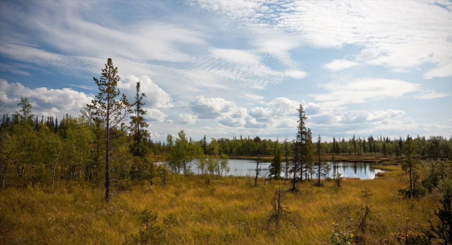 кольский, полуостров, лето, август, Nikolai (locus)