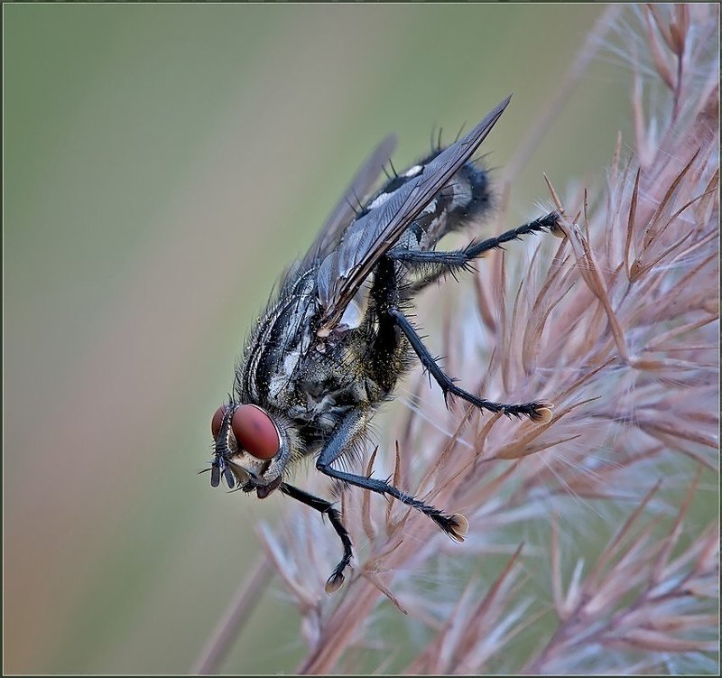 Серебряное копытце. фото превью