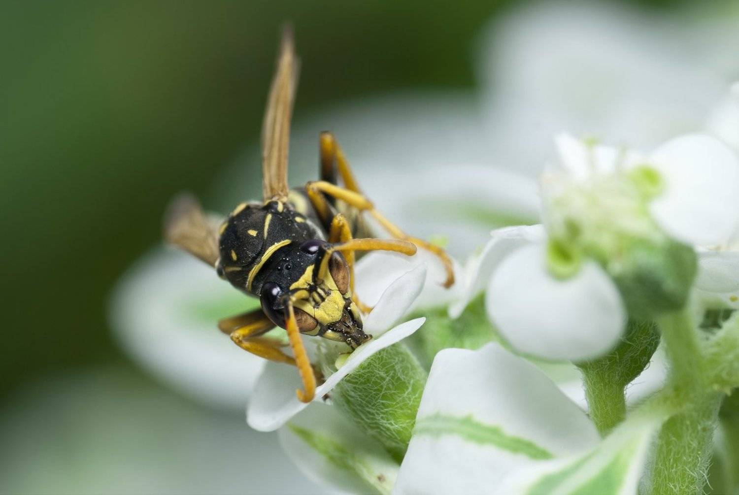 оса, макро, micro-nikkor af 105mm f/2.8 d, nikon d80, Александр Кириченко