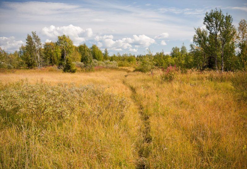 кольский, полуостров Тропа в осень фото превью