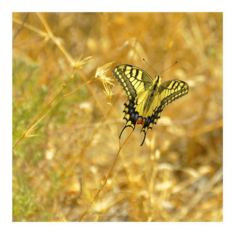 ***  фото превью