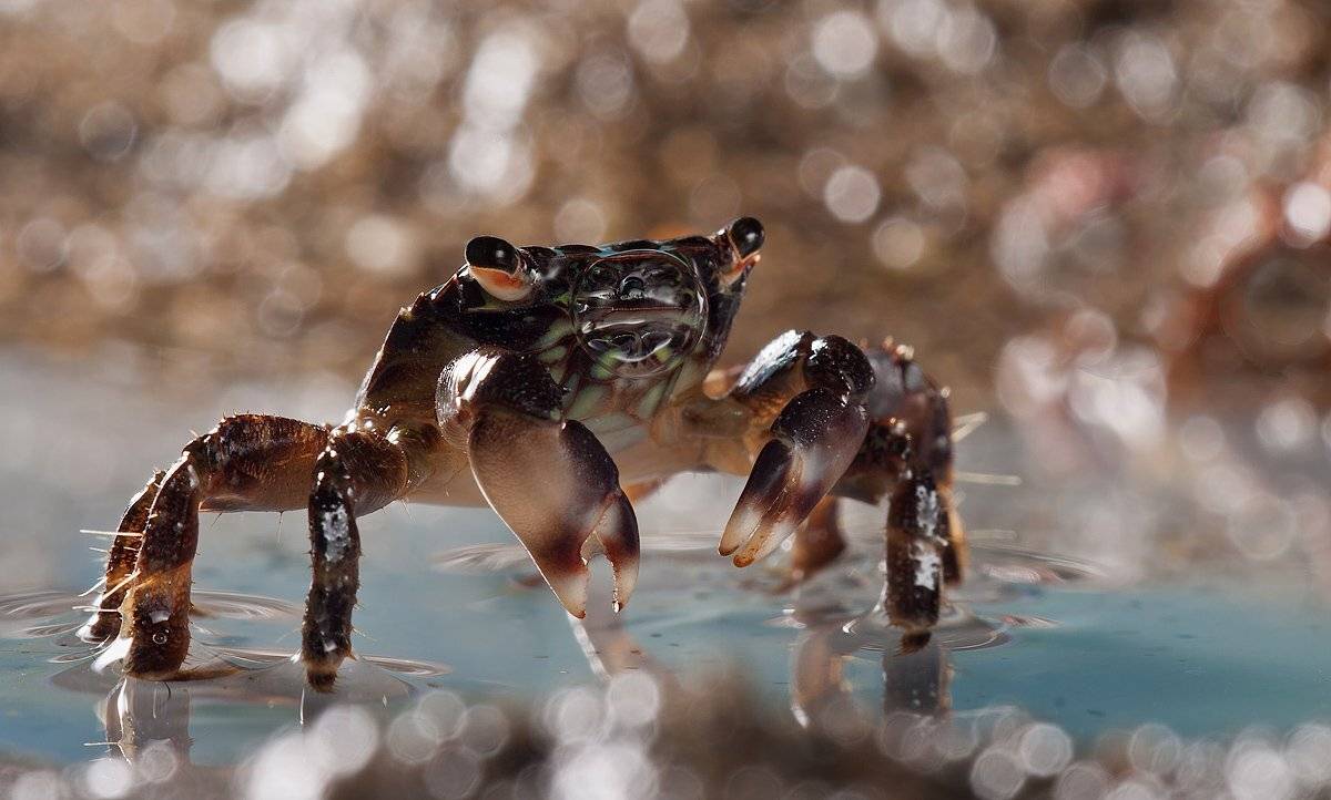 краб ,макро., irina