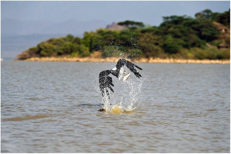 Рыбак по природе. фото превью