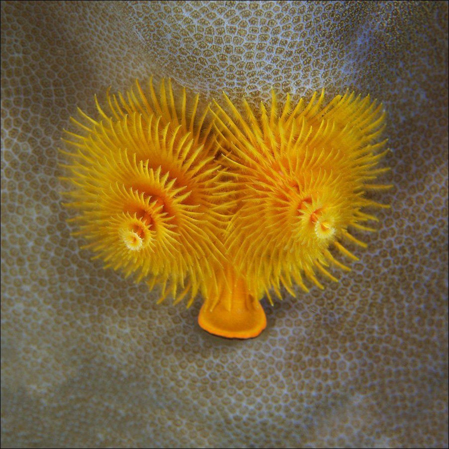 underwater, bali, Anton Akhmatov