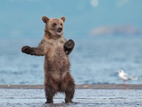 Барыня, барыня...