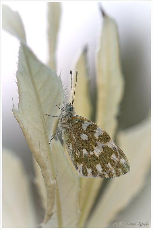 *** фото превью