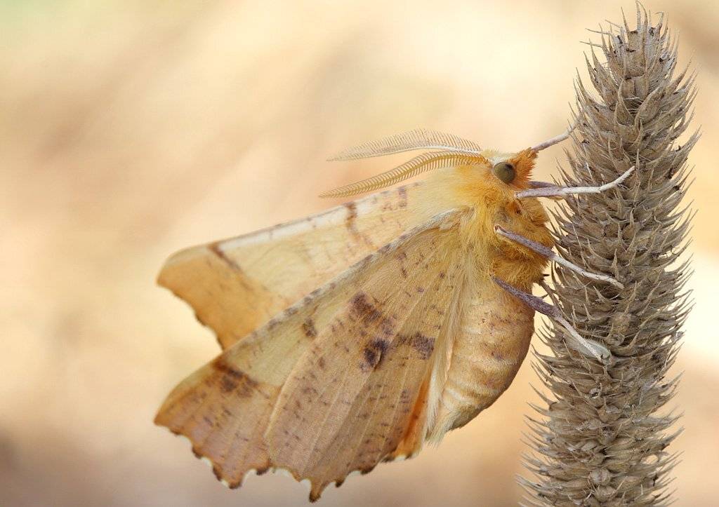 , Сергей Таланов