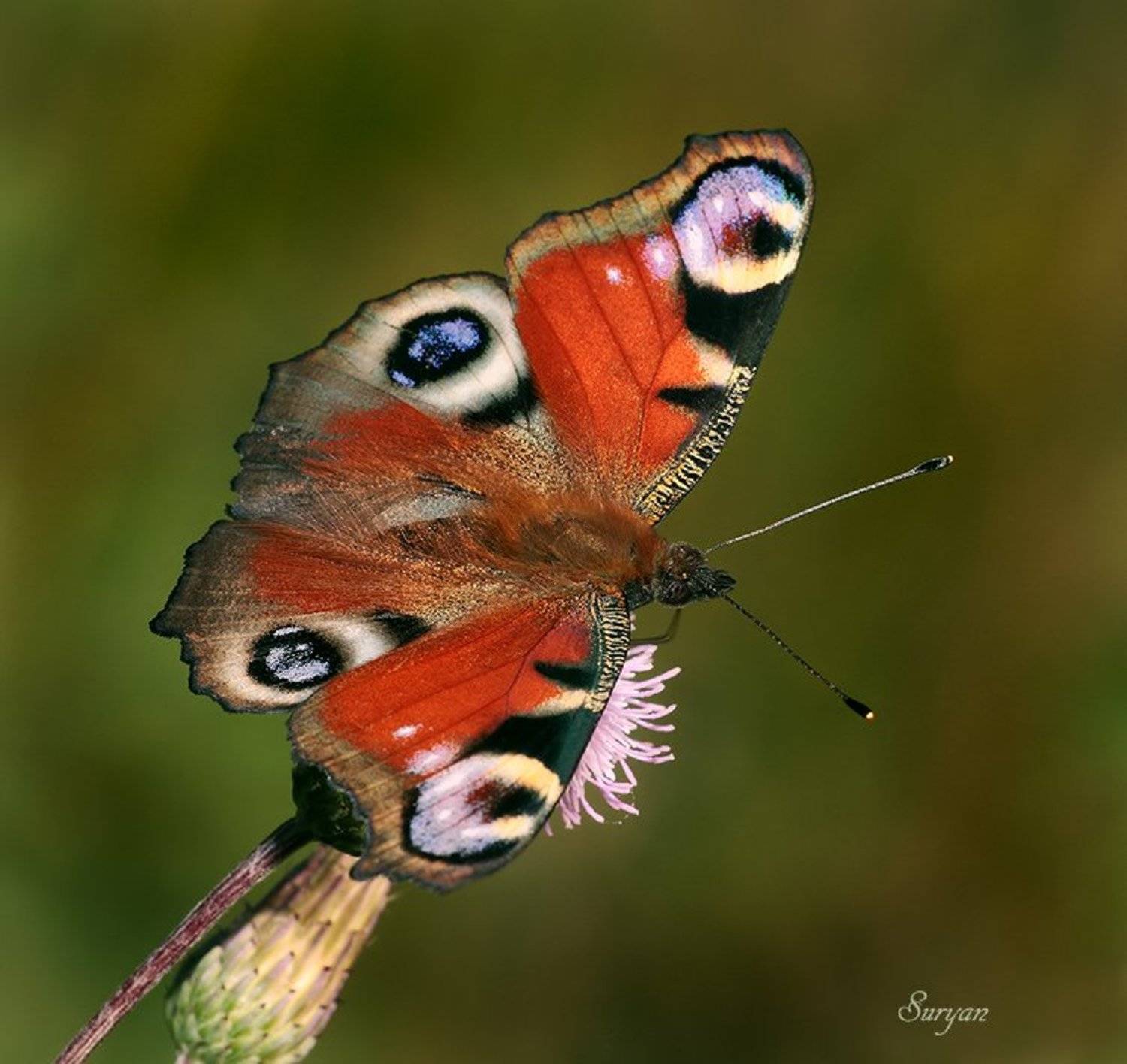лето, трава, бабочка, Олег Сурьянинов
