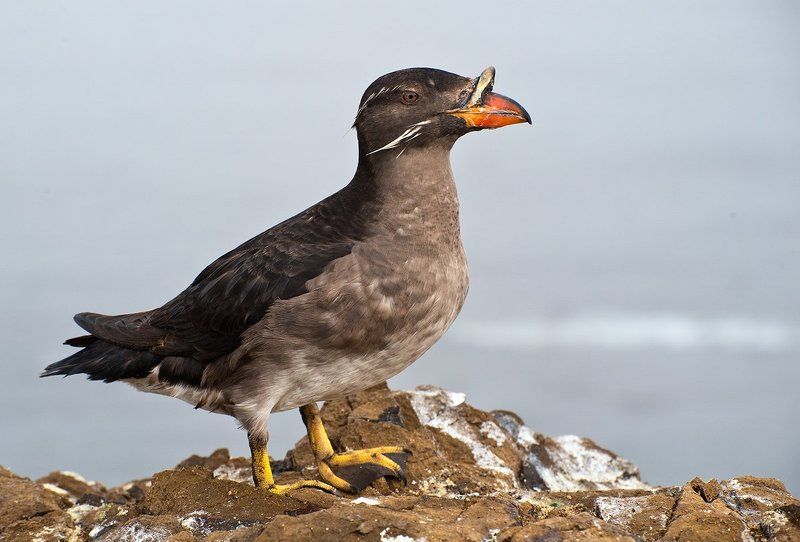 сахалин,  тюлений,  чайки,  птицы,    конюга, моевка,  топорок,  тупик-носорог Остров  Тюлений  2 фото превью