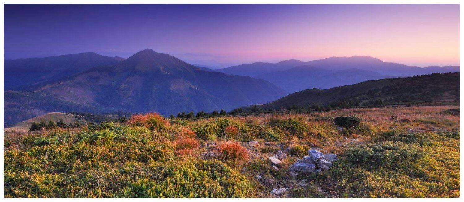 , Денис Кривой