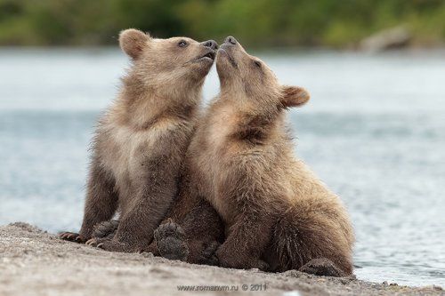 Первый поцелуй.