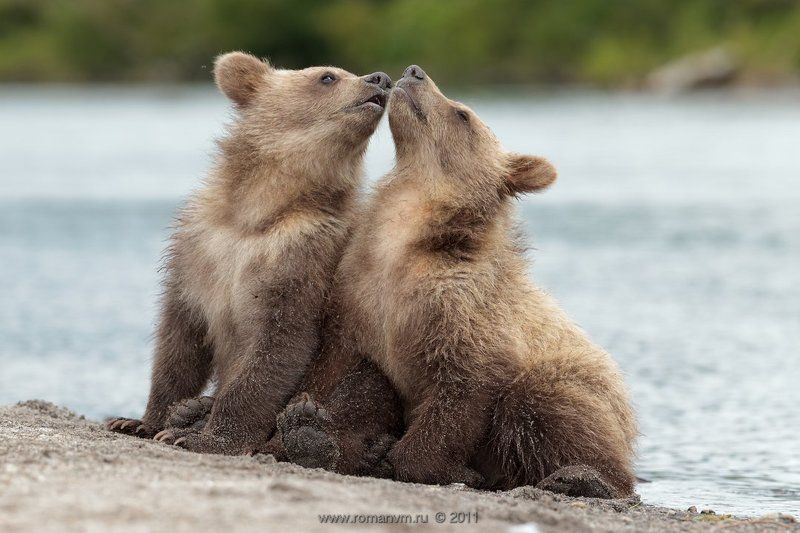 камчатка, медведь, озеро курильское Первый поцелуй. фото превью