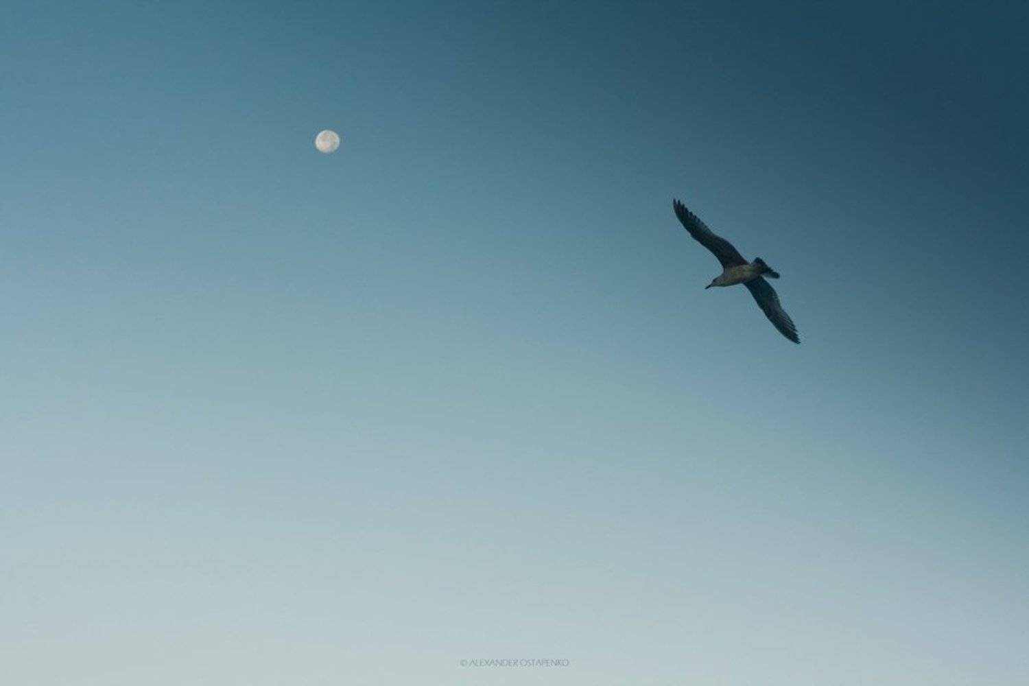 , Александр Остапенко (Alexander Ostapenko)