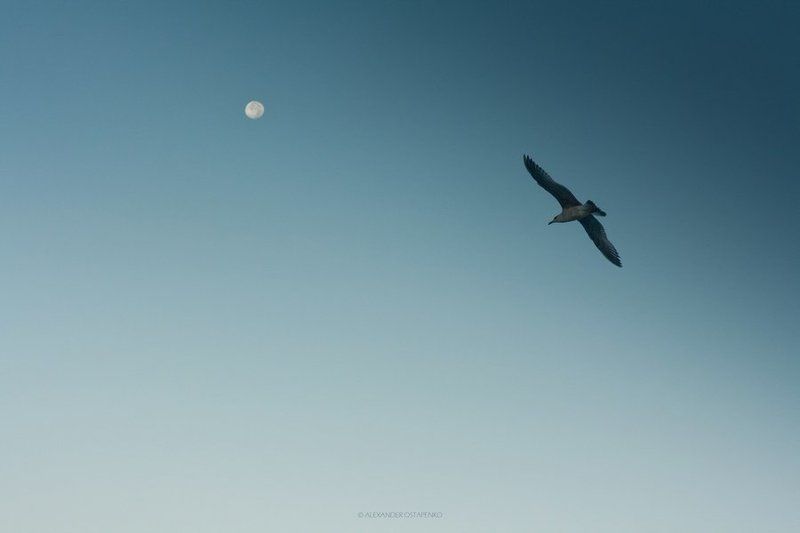 Albatross фото превью