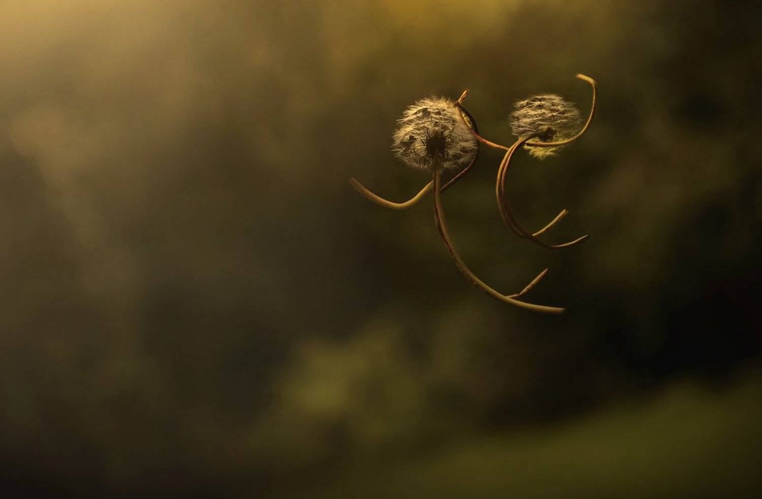 полёт, одуванчики, жизнь, любовь, мечта, Татьяна Гориловская