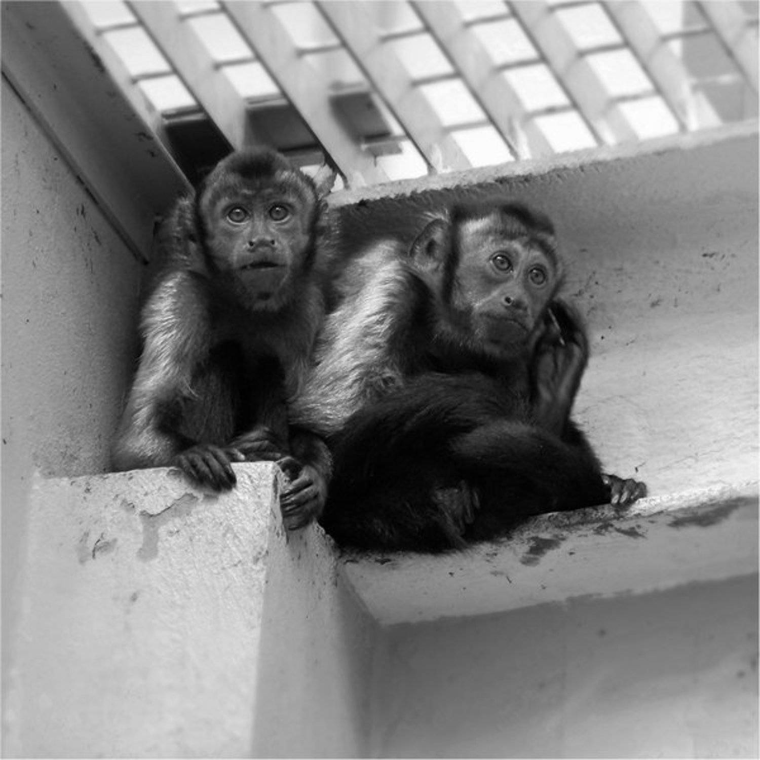 , Дмитрий Алексеев