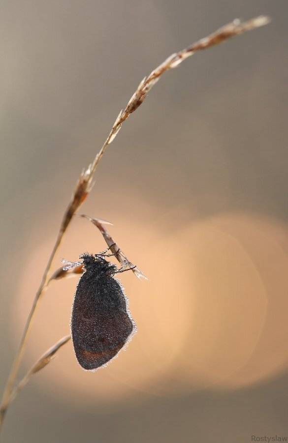 ростислав, canon 100mm macro usm,, Ростислав