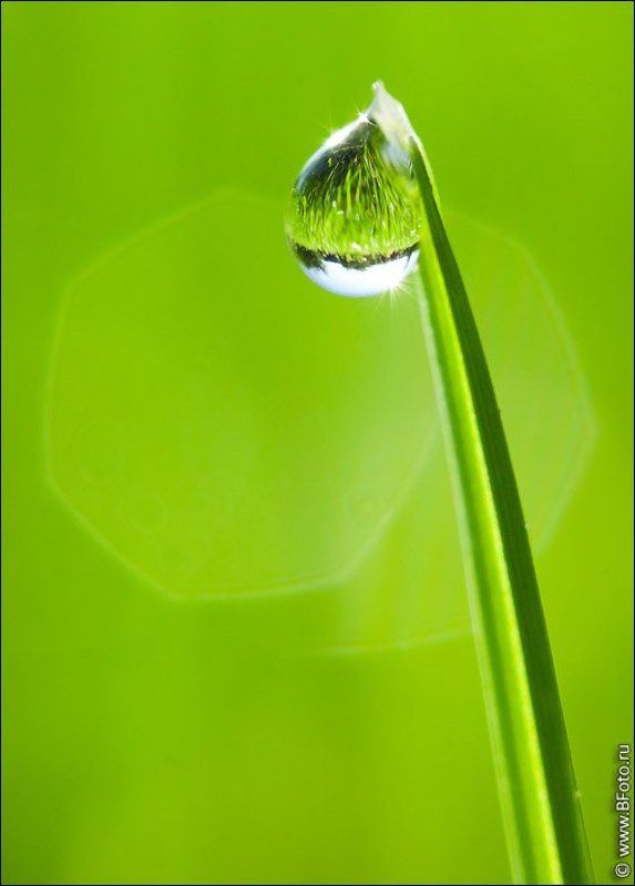 макро, капля, роса, травинка Путешествие капельки фото превью