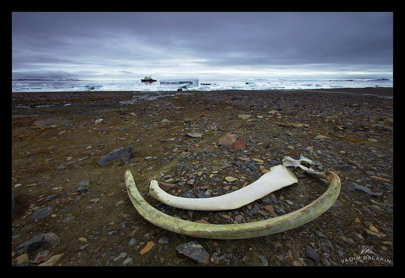 остров чамп, земля франца-иосифа, северный ледовитый океан, ледокол \\\