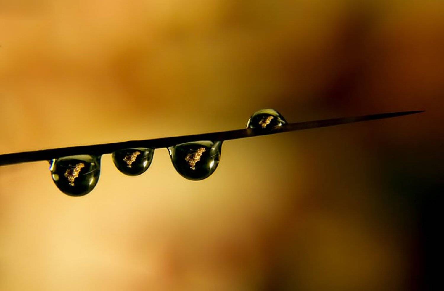 кактус, капля, отражение, Александр Демин