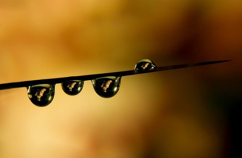 кактус, капля, отражение Нанизанные отражения. фото превью