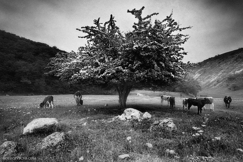 молдова, пейзаж, Vitalii