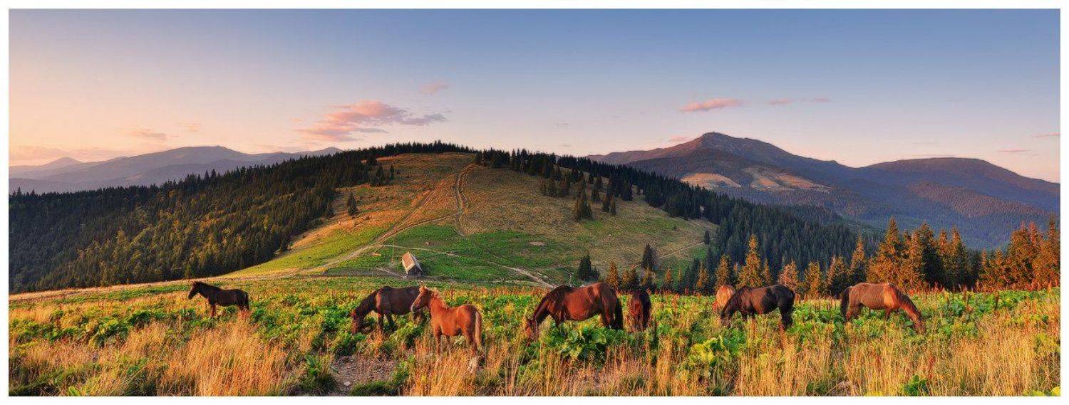 , Денис Кривой