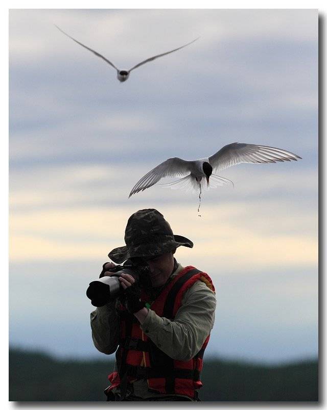 крачка, Михаил Псарёв