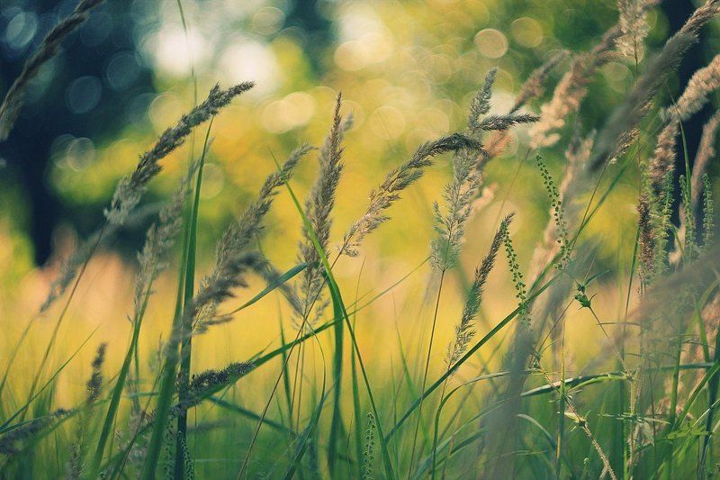 Summer lights фото превью