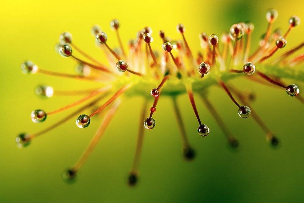 drosera, madagascariensis, Linas T
