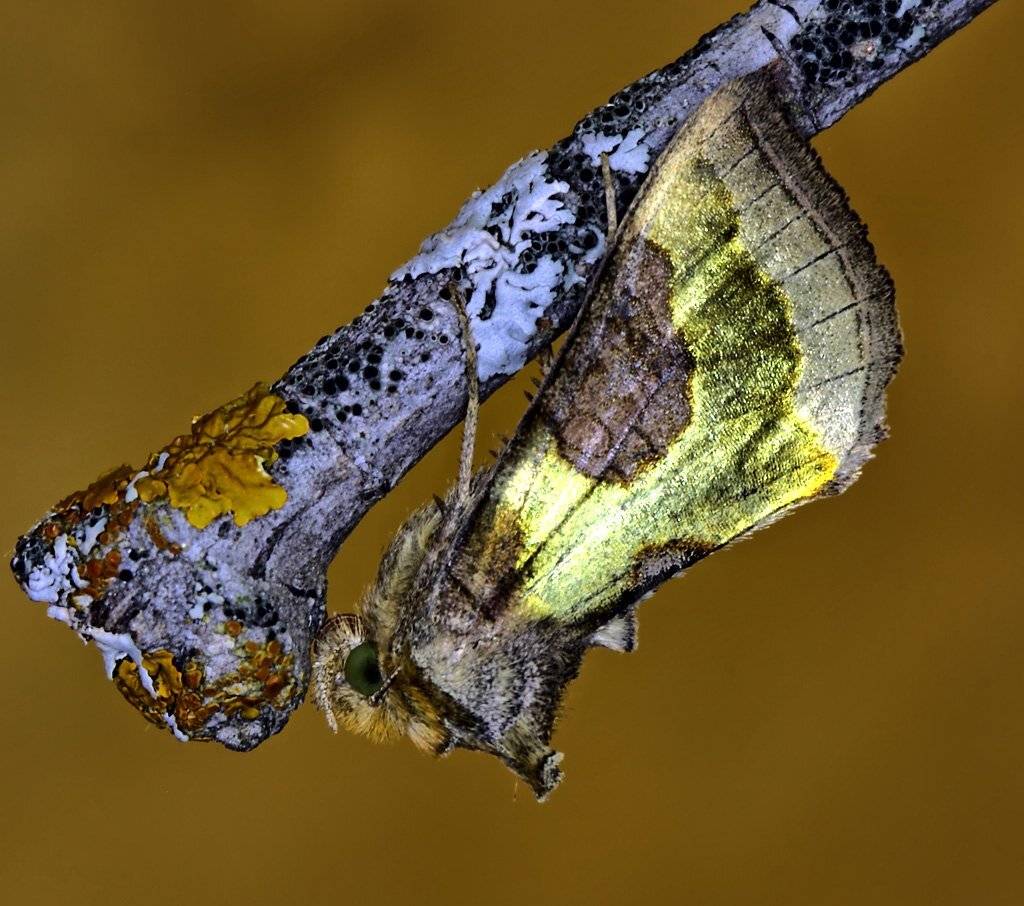 , Сергей Таланов