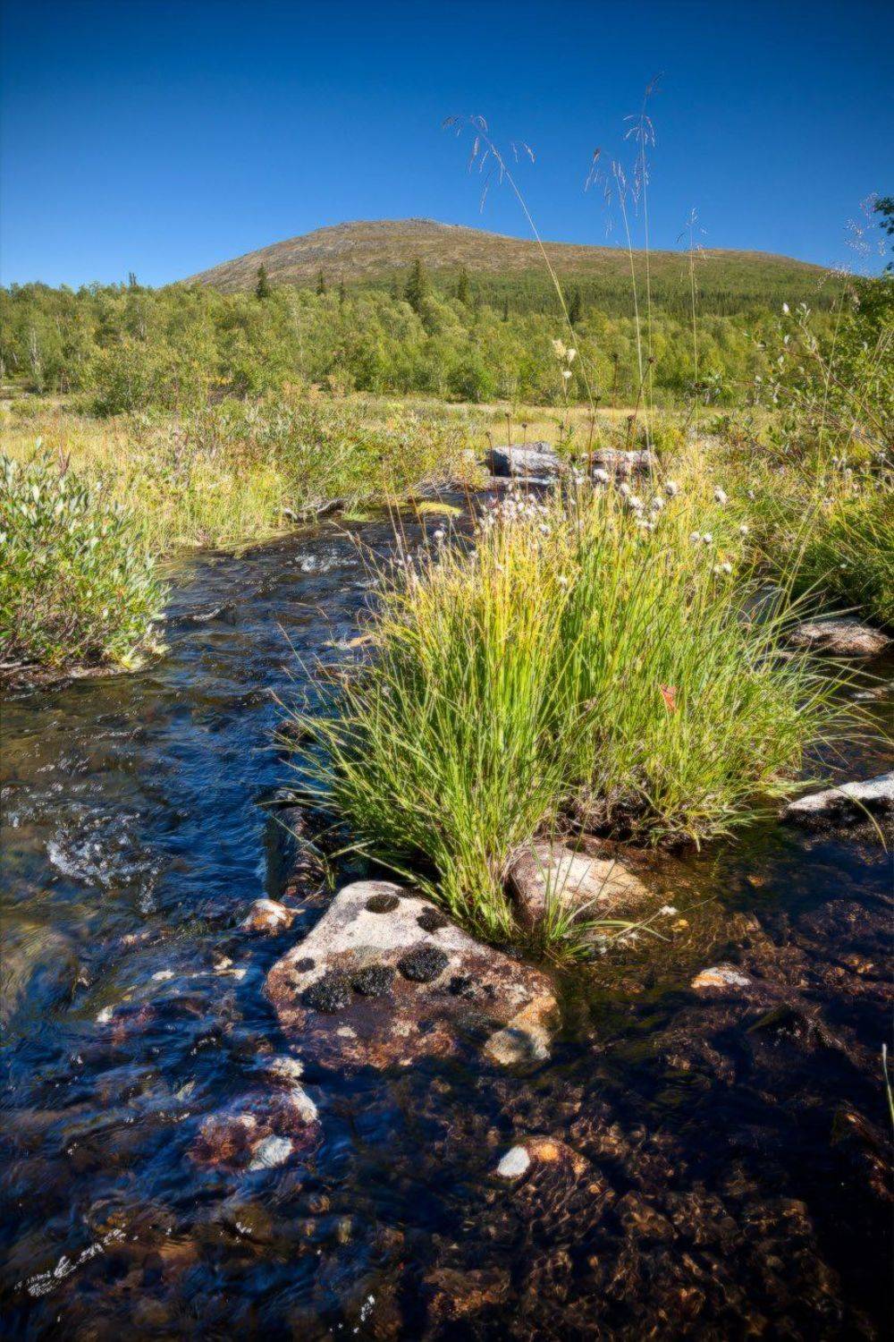 кольский, полуостров, лето, ручей, Nikolai (locus)