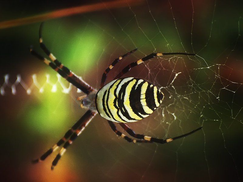 Паук-оса. фото превью