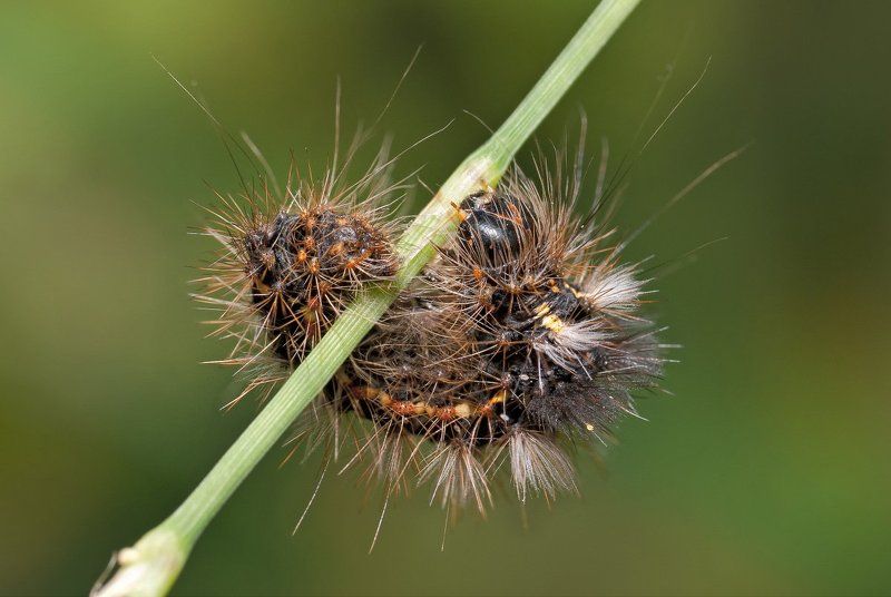 гусеница, макро, micro-nikkor af 105mm f/2.8 d, nikon d80 Дикобраз фото превью