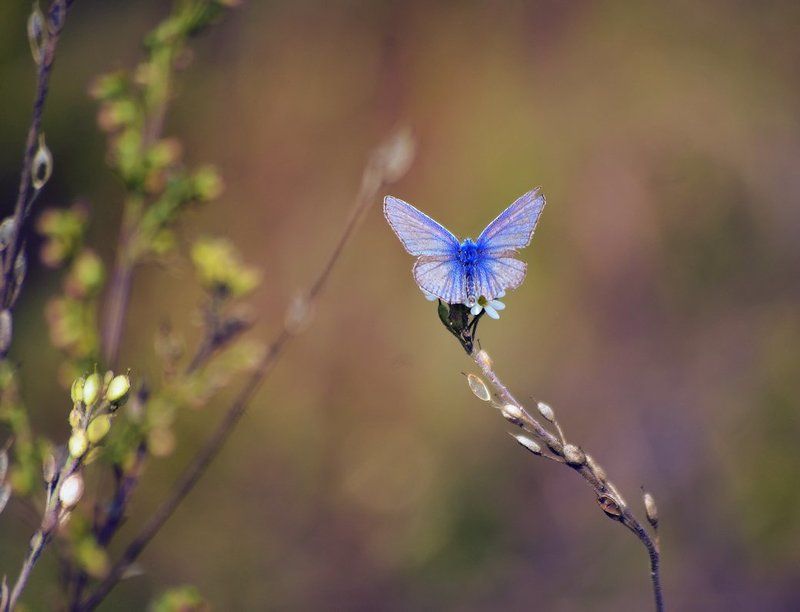 Последнее дыхание лета фото превью
